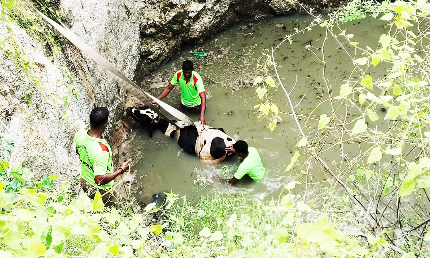 கிணற்றில் விழுந்த பசுமாடு மீட்பு கிணற்றில் விழுந்த பசுமாடு மீட்பு
