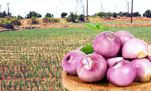விலை உயர்வால் சின்ன வெங்காயம் சாகுபடியில் ஆர்வம் காட்டும் விவசாயிகள்