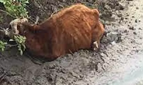 சேற்றுக்குள் சிக்கித் தவித்த பசு மாடு மீட்பு