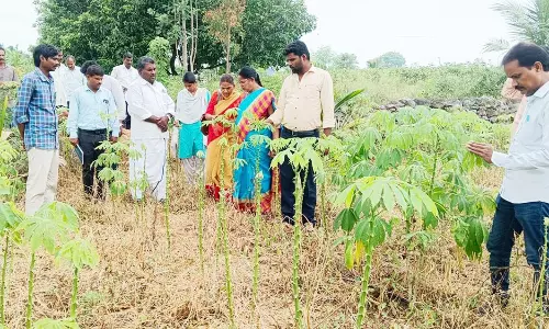 நோய் எதிர்ப்பு சக்தி அதிகம் கொண்ட மரவள்ளி ரகத்தை பயிரிட வேண்டும்