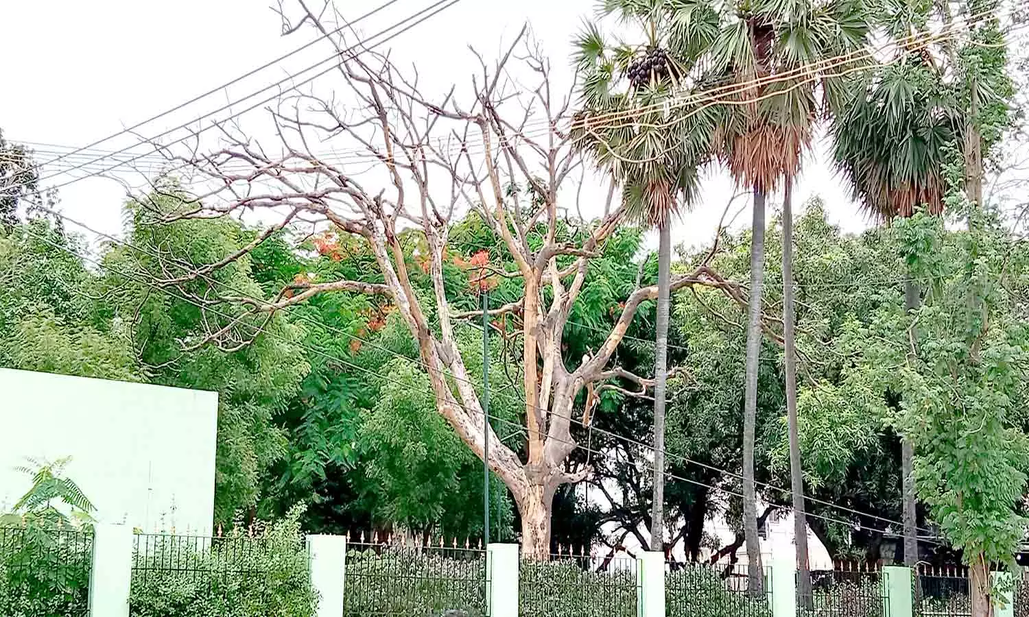 வள்ளலார் பசுமை பூங்காவில் ஆபத்தான நிலையில் மரம் வள்ளலார் பசுமை பூங்காவில் ஆபத்தான நிலையில் மரம்