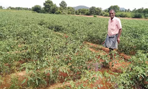 விலை குறையாததால் மக்கள் விரக்தி- தக்காளி தோட்டத்தை காவல் காக்கும் விவசாயி