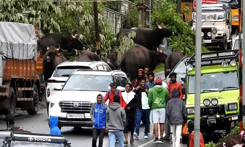 கொடைக்கானலில் உலாவரும் காட்டெருமைகள் கூட்டத்தால் சுற்றுலா பயணிகள் பீதி