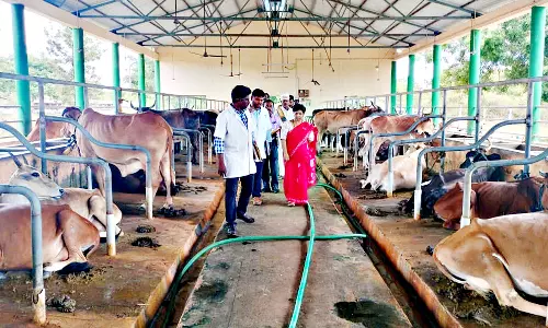 செட்டிநாடு கால்நடை பண்ணையில்  ஆய்வு