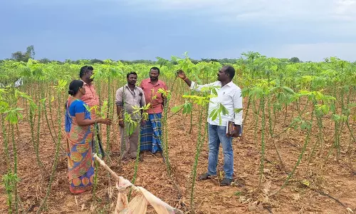 மரவள்ளி பயிரில்  செம்பேன் சிலந்தி பூச்சிகளை கட்டுபடுத்தும் வழிமுறைகள் குறித்து விழிப்புணர்வு