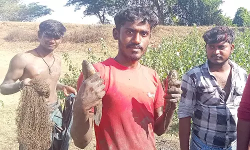 சாணார்பட்டி அருகே மீன்பிடி திருவிழாவில் மீன்களை அள்ளிச்சென்ற இளைஞர்கள்!