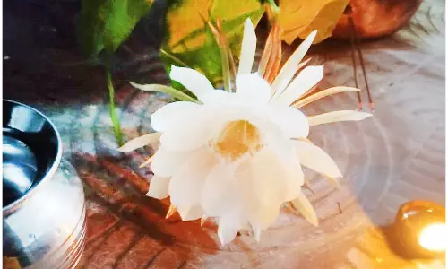 வீடுகளில் இரவில் மலர்ந்த பிரம்ம கமலம் பூ: விளக்கேற்றி பெண்கள் வழிபாடு!