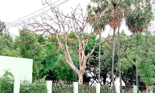 வள்ளலார் பசுமை பூங்காவில் ஆபத்தான நிலையில் மரம்