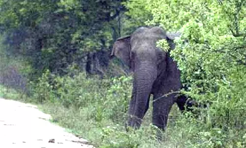 கோவை தடாகத்தில் சோதனைச்சாவடியை சேதப்படுத்திய காட்டுயானை