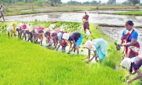 குறுவை தொகுப்பு திட்டத்துக்கு உழவன் செயலி மூலம் 2800 பேர் பதிவு