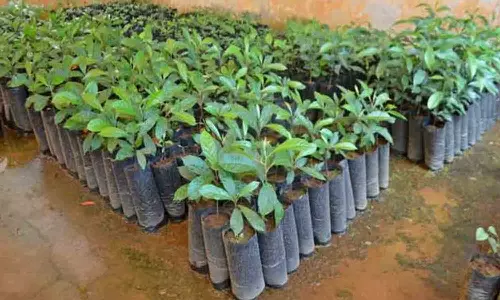 திருப்பூர் மாநகராட்சி முழுவதும் 75ஆயிரம் மரக்கன்றுகள் நடும் பணி தொடக்கம்