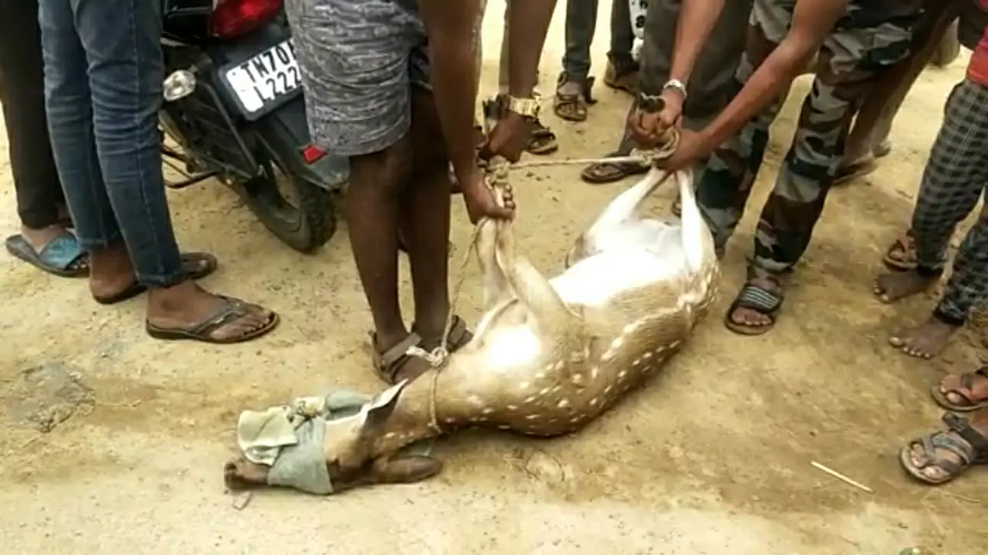 கிணற்றில் தவறி விழுந்த மான் உயிருடன் மீட்பு கிணற்றில் தவறி விழுந்த மான் உயிருடன் மீட்பு