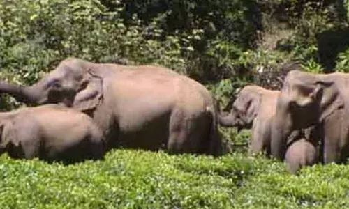 உடுமலை அருகே விளைநிலங்களுக்குள் புகுந்து யானைகள் அட்டகாசம்