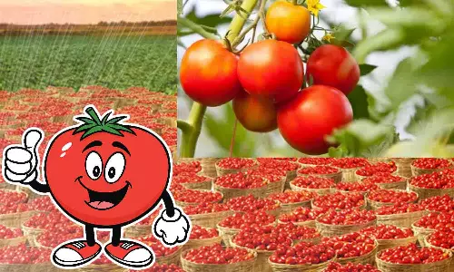 விலை அதிகரிப்பால் தக்காளி செடி பராமரிப்பு ஆர்வம் காட்டும் விவசாயிகள்