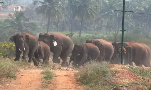 கூட்டமாக சுற்றி திரியும் காட்டு யானைகள்