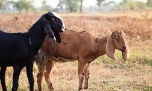 ஆடு வாங்க கொடுத்த பணத்தை பதுக்கிவிட்டு 2 ஆடுகளை திருடிச்சென்றவர் கைது