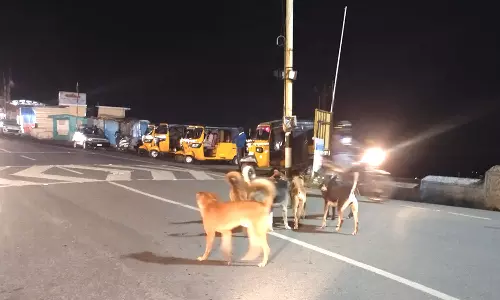 கோத்தகிரியில் தெருநாய்களின் தொல்லை அதிகரிப்பால் மக்கள் அச்சம்