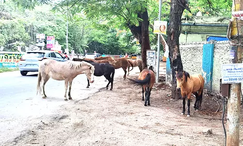 கோவையில் நடுரோட்டில் வாகனங்களை வழிமறிக்கும் குதிரைகள்