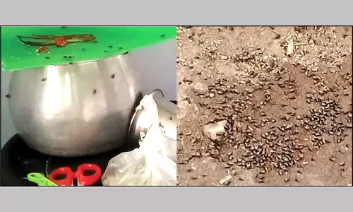 சூலூர் பகுதியில் அதிகரிக்கும் ஈக்கள் தொல்லையால் குழந்தைகள், முதியவர்களுக்கு உடல் நலம் பாதிப்பு