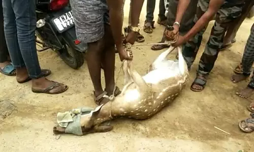 கிணற்றில் தவறி விழுந்த மான் உயிருடன் மீட்பு