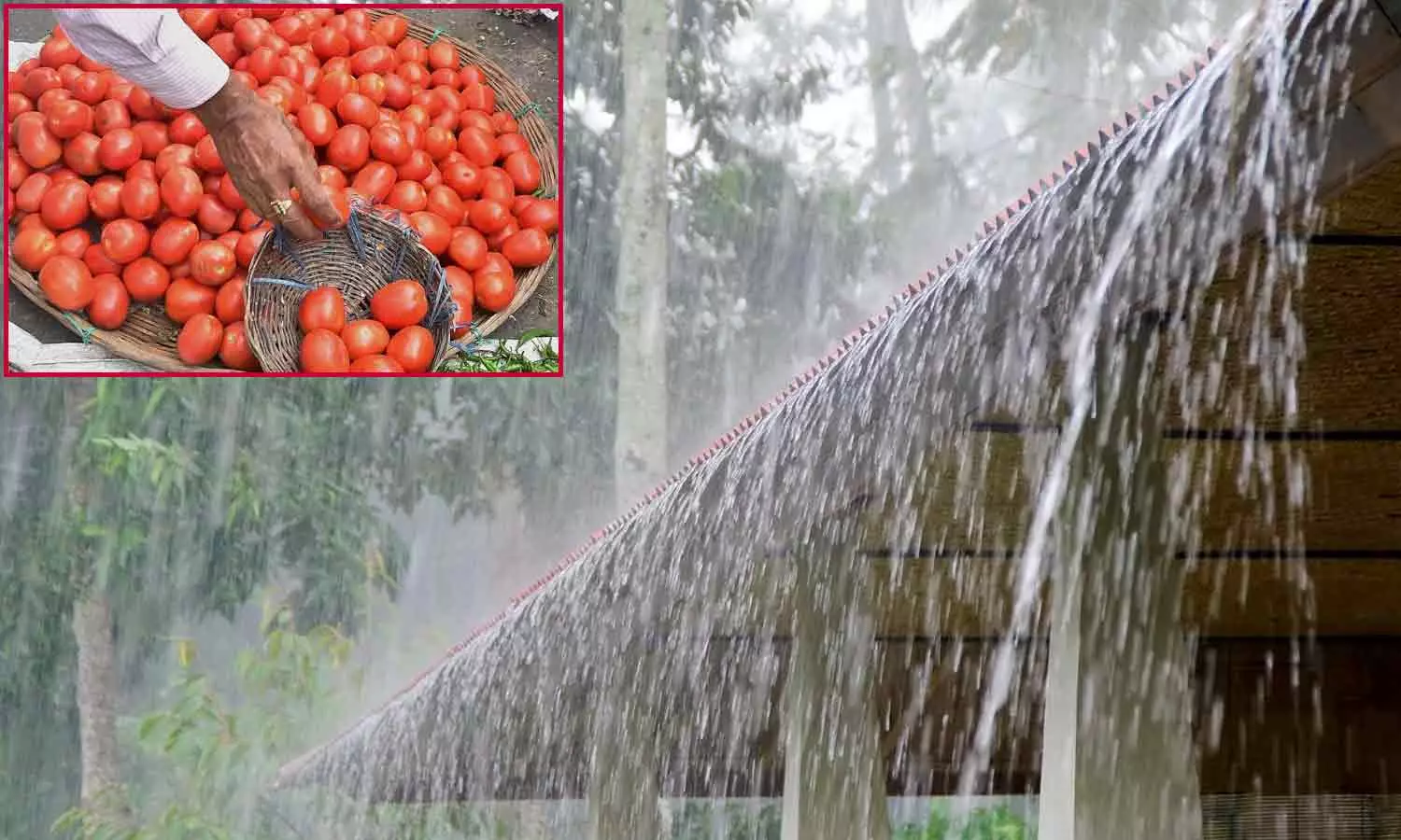 வடமாநிலங்களில் பலத்த மழை- தக்காளி விலை மேலும் உயர வாய்ப்பு வடமாநிலங்களில் பலத்த மழை- தக்காளி விலை மேலும் உயர வாய்ப்பு