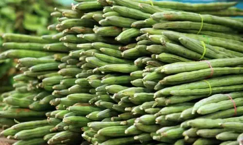 வெள்ளக்கோவில் சந்தைக்கு 13 டன் முருங்கைக்காய்கள் வரத்து