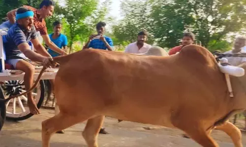 உடுமலை அருகே ரேக்ளா பந்தயத்தில் சீறிப்பாய்ந்த காளைகள்