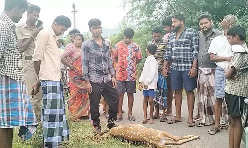 கம்பி வேலியில் சிக்கி மான் சாவு