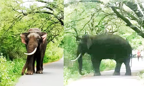 சாலையில் நின்று ஒற்றை கொம்பன் யானை அட்டகாசம்