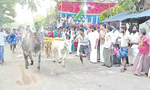 மாடு, குதிரை வண்டிகள் எல்கை பந்தயம்