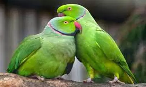 வன உயிரினங்களை வளர்ப்பவர்கள் உரிமம் பெற விண்ணப்பிக்கலாம்