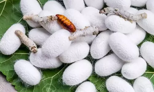 தரமற்ற முட்டை, இளம்பட்டு புழுக்கள் இறப்பால் பட்டுக்கூடு உற்பத்தி பாதிப்பு