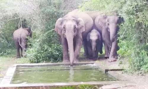 உரிகம் வனப்பகுதி சாலையோரத்தில் குட்டியுடன் வலம் வரும் காட்டு யானைகள்