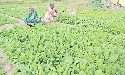 தருமபுரி, கிருஷ்ணகிரியில் கீரை விற்பனை அதிகரிப்பு