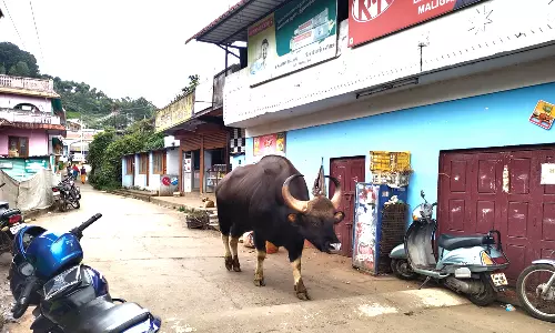கோத்தகிரியில் பள்ளி மாணவர்களை அச்சுறுத்தும் காட்டெருமை