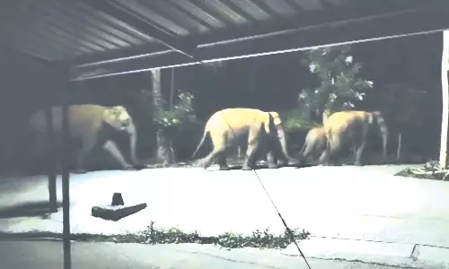 கோத்தகிரியில் பழங்குடி மக்கள் வசிக்கும் கிராமங்களில் புகுந்த யானைகள் கூட்டம்