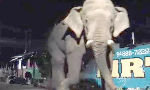 மேட்டுப்பாளையம் சமயபுரத்தில் பாகுபலியை போல மேலும் ஒரு யானை ஊருக்குள் புகுந்தது