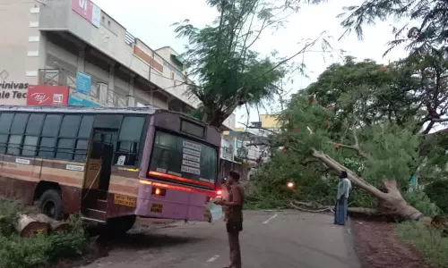 தாளவாடியில் பலத்த மழை எதிரொலி- ரோட்டில் மரம் சாய்ந்து விழுந்ததால் போக்குவரத்து பாதிப்பு