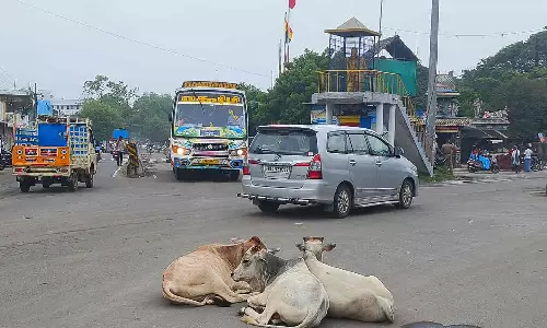 சுற்றி திரியும் மாடுகளால் விபத்து ஏற்படும் அபாயம்