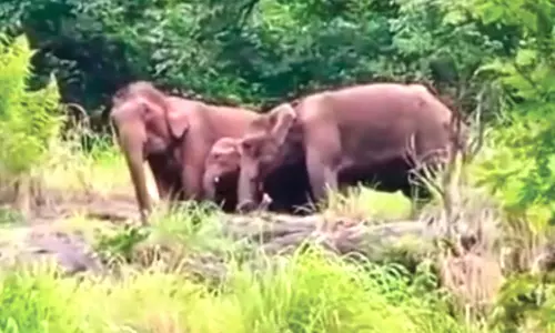 கோத்தகிரியில் குட்டியுடன் திரியும் காட்டு யானைகள்