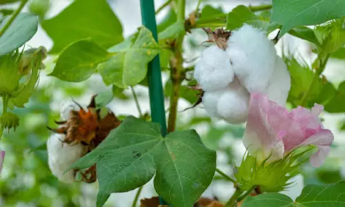 சீசன் நிறைவடையும் நிலையிலும் தொடரும் பருத்தி வரத்து