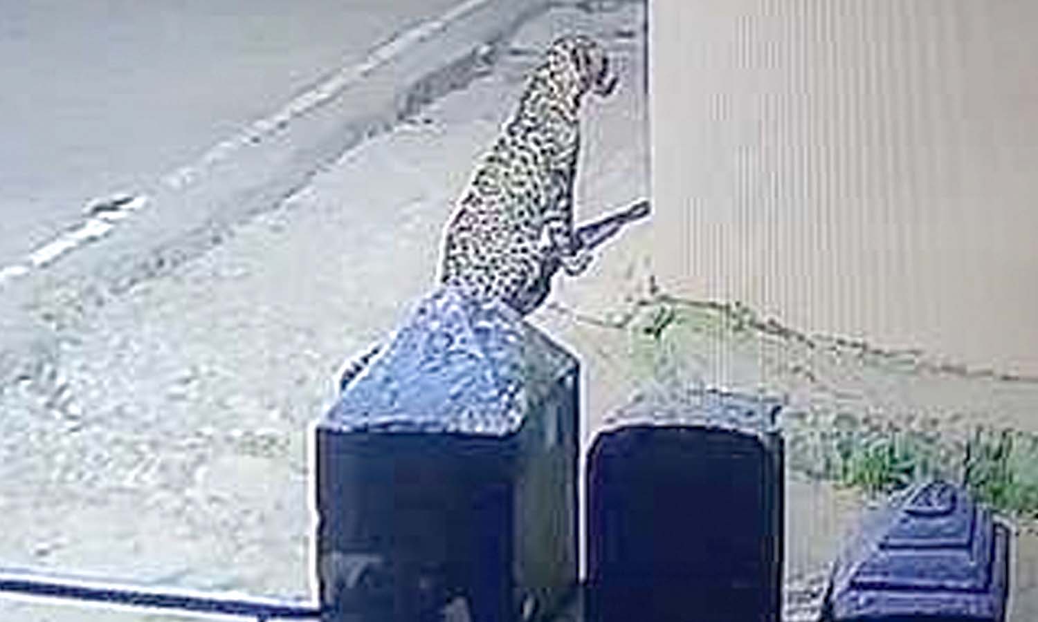 ஊட்டியில் குடியிருப்புக்குள் புகுந்து நாயை வேட்டையாடிய சிறுத்தை ஊட்டியில் குடியிருப்புக்குள் புகுந்து நாயை வேட்டையாடிய சிறுத்தை