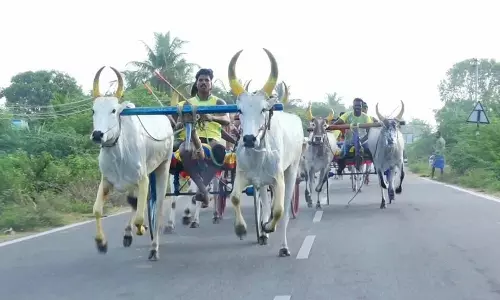 அறந்தாங்கி மணமேல்குடியில் மாட்டு வண்டி எல்கை பந்தயம்
