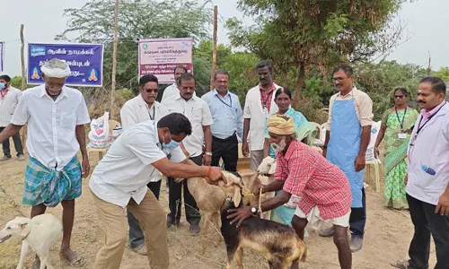 கால்நடை பராமரிப்புத் துறை சார்பில்இருக்கூரில் கால்நடை சிகிச்சை முகாம்