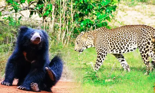 வனப்பகுதியில் சிறுத்தை, கரடி எண்ணிக்கை அதிகரிப்பு