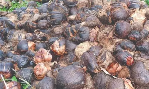 தோட்டக்கலைத்துறை மூலம் விவசாயிகளுக்கு 100 சதவீத மானியத்தில் பனை விதைகள்