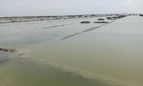 விழுப்புரம் மாவட்டத்தில் கனமழை- பழமையான மரம் வேரோடு சாய்ந்து விழுந்தது