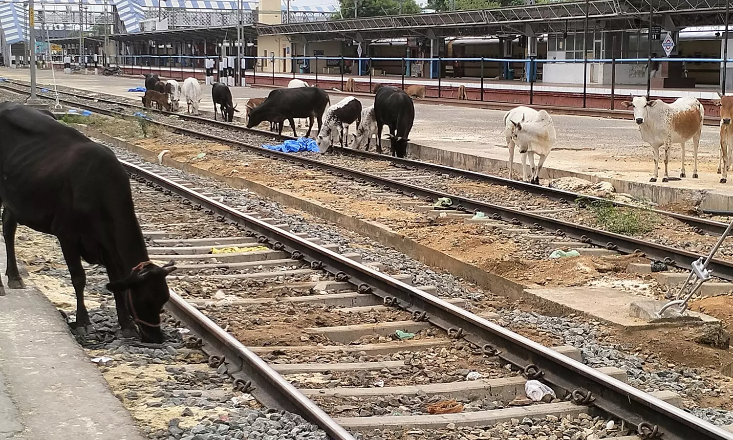 திண்டுக்கல் : ரெயில் நிலையத்தில் தண்டவாளத்தில் சுற்றி திரியும் கால்நடைகளால் விபத்து அபாயம்