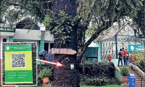 ஊட்டி தாவரவியல் பூங்காவில் பழமை வாய்ந்த மரங்களை பற்றி அறிய கியூஆர் கோடு அறிமுகம்