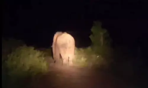 கடம்பூர் மலை பகுதியில் 6 மாதமாக விவசாய பயிர்களை சேதப்படுத்தி வரும் ஒற்றை யானை